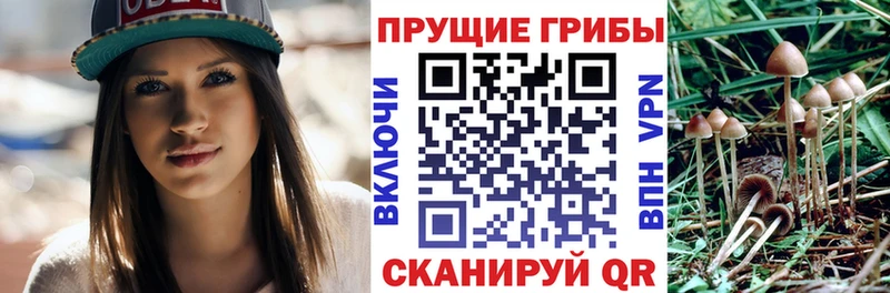 купить наркоту  KRAKEN рабочий сайт  Псилоцибиновые грибы MAGIC MUSHROOMS  Петровск 